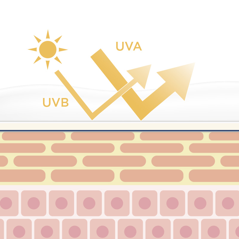 skin and sun UVA UVB diagram